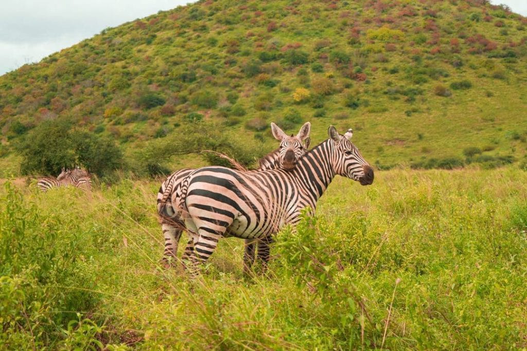 Tsavo West National Park photo one
