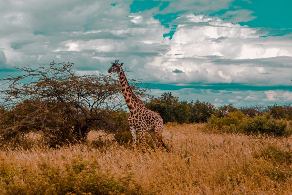 Tsavo West National Park photo two
