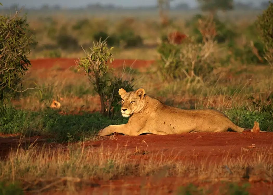 Tsavo West National Park photo three